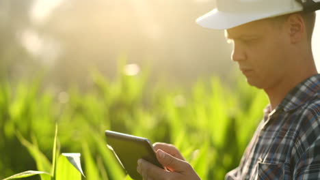 Nahaufnahme-Einer-Männlichen-Hand,-Die-Ein-Blatt-Berührt.-Ein-älterer-Landwirt-Hält-Auf-Einem-Maisfeld-Einen-Laptop-Und-übernimmt-Die-Kontrolle-über-Den-Ertrag